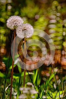 Close-up Dandelion flower seed head with in background green and ferns, shallow depth of field, blowballs