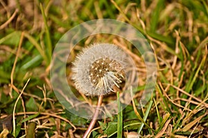 Close up dandelion flower in spain