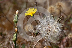 Close up of dandelion flowers on California coast