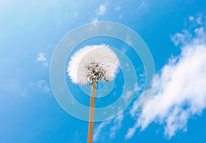 Close up of Dandelion flowers, copy space. Dandelion on blue sky background. Yellow cosmos blooming on sunny day.
