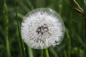 a close up of dandelion fluff