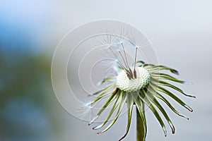 Close up of dandelion head with few fluffy dried dandelion pappus