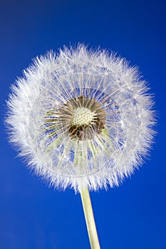 Vista de cerca de diente de león cabeza pérdidas semillas sobre el azul 