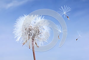 Close-up of a dandelion isolated