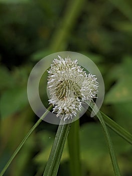 close up of dandelion kyllinga jukut pendul