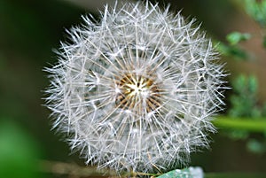 Close-up of a dandelion photo