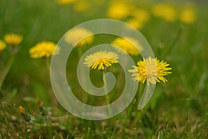 Close up of dandelion outdoors