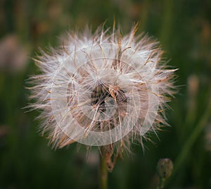 Close up of dandelion plant