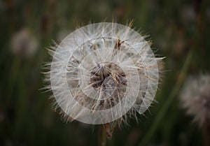 Close up of dandelion plant