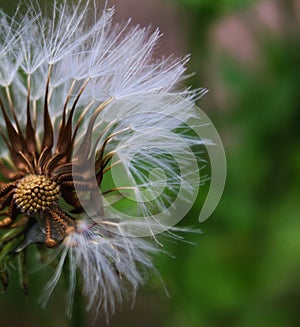 Close up dandelion plant on green. Seed head without some seeds