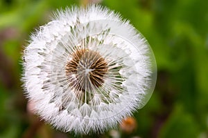 Close up of dandelion puff ball with soft green background.
