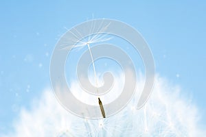 A close-up of a dandelion with a seed on a blue background with blurred lights.