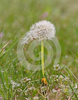 Close-up of a Dandelion seed clock as seeds blow off