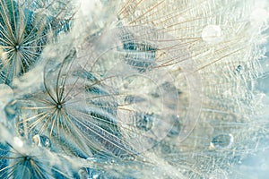 Close-up of dandelion seed with dew drops