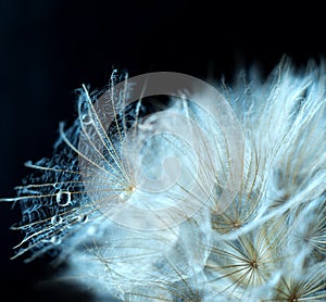 Close-up of dandelion seed with dew drops on black.