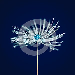 Close-up Of Dandelion Seed With Dew Drops On Dark Blue Background