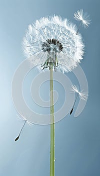 Close up of dandelion seed dispersing in the breeze, nature concept of spreading seeds in the wind