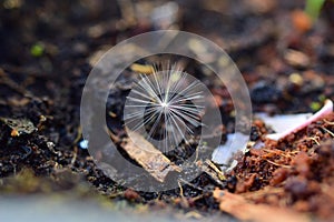 close up of a dandelion seed on the ground