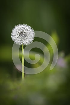 Close-up of a dandelion seed growing in the garden