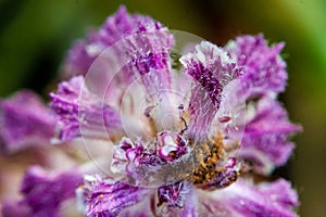 close up of dandelion seed head