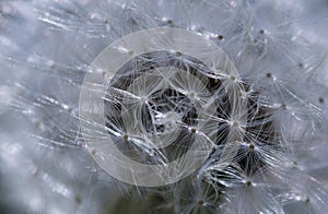 Close up of dandelion seed head in black and white