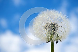 Close-up of dandelion seed head on blue sky background