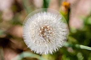 Close up of a dandelion seed head in blurred green grass background