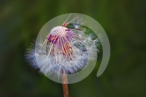 Close up Dandelion seed head with blurry natural background