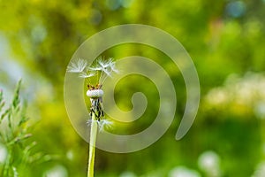 Close-up of dandelion seed head.Copy space.Fluffy dandelion on meadow.fluffy white flower of a dandelion. Dandelion