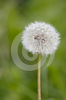 Close-up of a Dandelion seed head in a field near East Grinstead