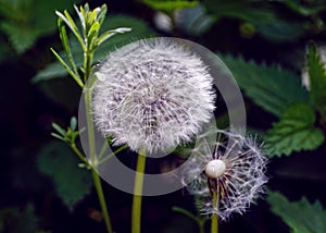 Close-up of Dandelion seed-head in garden by dark green background