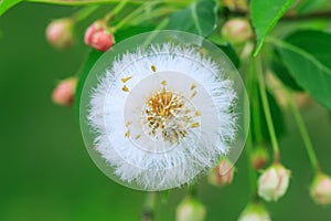 Close up of a dandelion seed head with selective focus and green