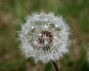 Close up of a dandelion seed head