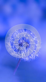 Close up of Dandelion Seed