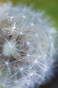 Close up of Dandelion Seed Puffs with a blurred background