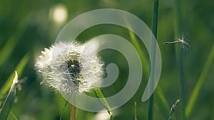 Close up dandelion seed with slow motion video