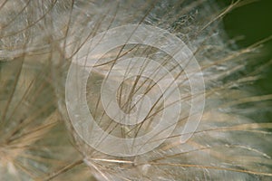 A Close-up of dandelion seed in summertime