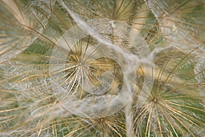 A Close-up of dandelion seed in summertime