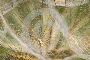 A Close-up of dandelion seed in summertime