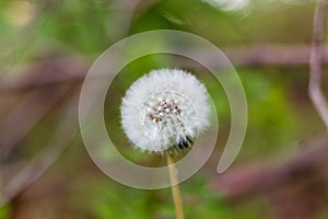 Close up of a dandelion seedhead