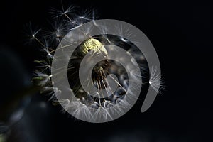 Close-up of a dandelion seedhead, partially blown by the wind on black background