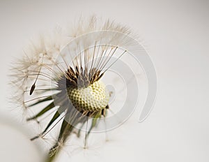 Close up of a dandelion seedhead, partially blown by the wind on light background