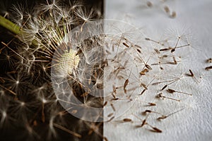 Close up of a dandelion seedhead, partially blown by the wind on light and black background