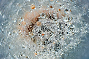 Close up of dandelion seeds