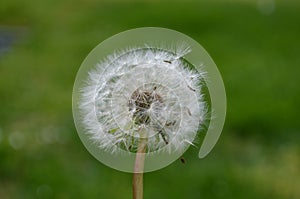 Close up of Dandelion seeds