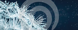 Close-up Of Dandelion Seeds With Dew Drops On Dark Blue Background