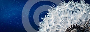 Close-up Of Dandelion Seeds With Dew Drops On Dark Blue Background