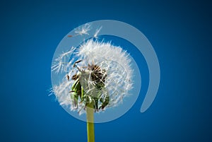 Close up of dandelion spores blowing away