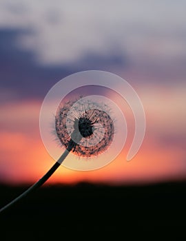 Close-up of a dandelion standing against a soft blurred sunset background