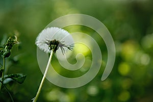 Close-up of a dandelion stem against a blurred green background. Lonely dandelion in the garden.